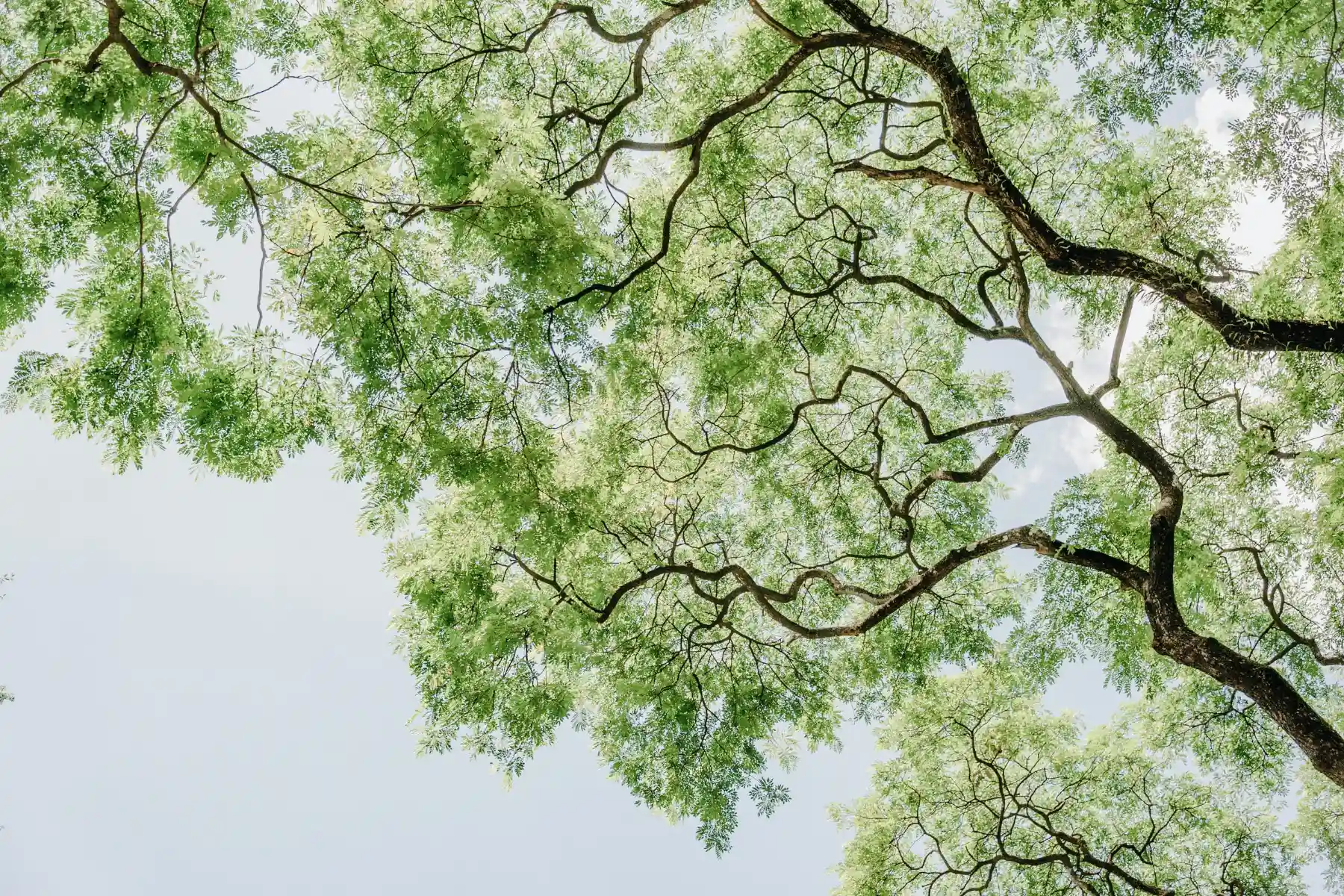 Branches et feuilles d'un arbre sur fond de ciel bleu
