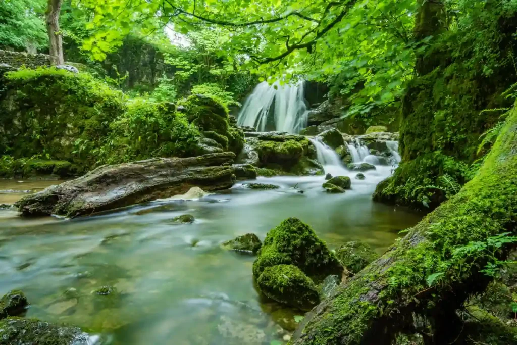 cascade dans un paysage forestier luxuriant et verdoyant